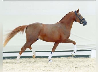 Pony tedesco, Stallone, 3 Anni, 147 cm, Sauro
