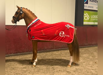 Pony tedesco, Stallone, 3 Anni, 147 cm, Sauro
