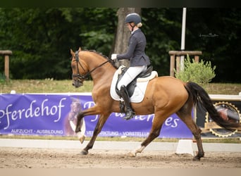 Pony tedesco, Stallone, 3 Anni, 148 cm, Baio