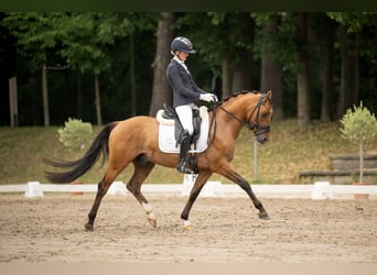 Pony tedesco, Stallone, 3 Anni, 148 cm, Baio