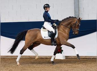 Pony tedesco, Stallone, 3 Anni, 148 cm, Baio