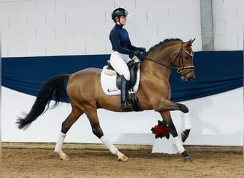 Pony tedesco, Stallone, 3 Anni, 148 cm, Baio