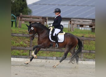 Pony tedesco, Stallone, 3 Anni, 148 cm, Baio scuro