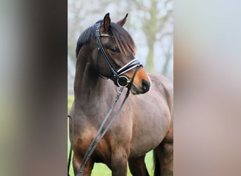 Pony tedesco, Stallone, 3 Anni, 148 cm, Baio scuro