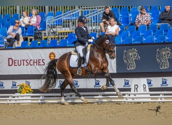 Pony tedesco, Stallone, 3 Anni, 148 cm, Baio scuro