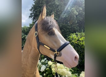 Pony tedesco, Stallone, 3 Anni, 148 cm