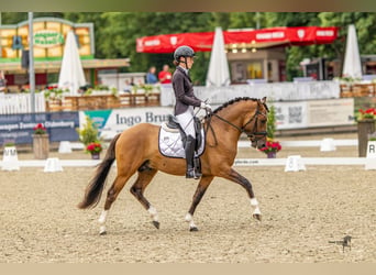 Pony tedesco, Stallone, 3 Anni, 148 cm, Falbo