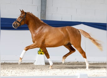 Pony tedesco, Stallone, 3 Anni, 148 cm, Falbo