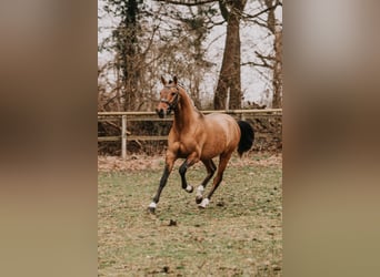 Pony tedesco, Stallone, 3 Anni, 148 cm, Falbo