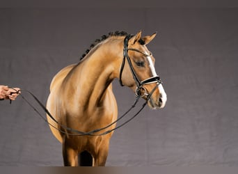 Pony tedesco, Stallone, 3 Anni, 149 cm, Falbo