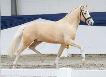 Pony tedesco, Stallone, 3 Anni, 149 cm, Palomino