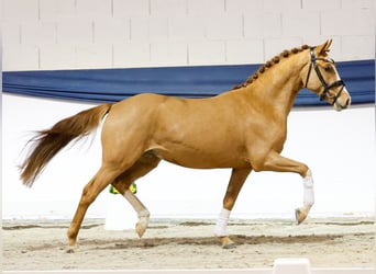 Pony tedesco, Stallone, 3 Anni, 149 cm, Sauro