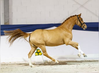 Pony tedesco, Stallone, 3 Anni, 149 cm, Sauro