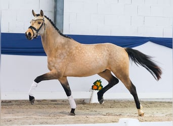 Pony tedesco, Stallone, 3 Anni, 151 cm, Falbo