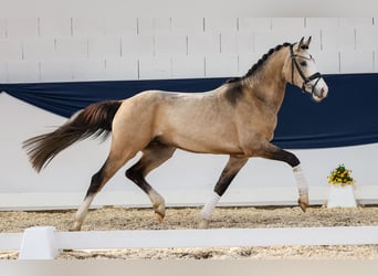 Pony tedesco, Stallone, 3 Anni, 152 cm, Falbo