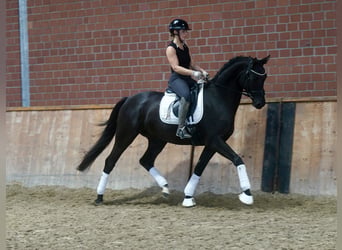 Pony tedesco Mix, Stallone, 3 Anni, 154 cm, Baio scuro