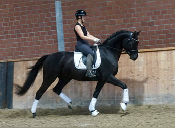 Pony tedesco Mix, Stallone, 3 Anni, 154 cm, Baio scuro
