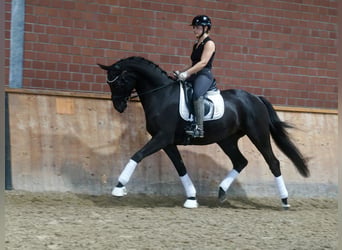 Pony tedesco Mix, Stallone, 3 Anni, 154 cm, Baio scuro
