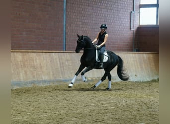 Pony tedesco Mix, Stallone, 3 Anni, 154 cm, Baio scuro