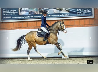 Pony tedesco, Stallone, 3 Anni, Falbo