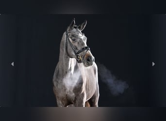 Pony tedesco, Stallone, 3 Anni, Grigio ferro