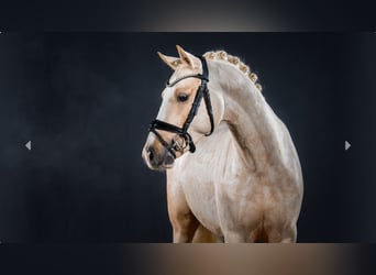 Pony tedesco, Stallone, 3 Anni, Palomino