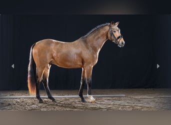 Pony tedesco, Stallone, 3 Anni, Pelle di daino