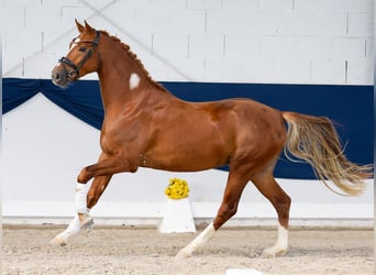 Pony tedesco, Stallone, 3 Anni, Sauro