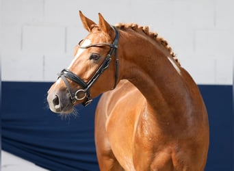 Pony tedesco, Stallone, 3 Anni, Sauro