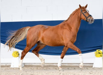 Pony tedesco, Stallone, 3 Anni, Sauro
