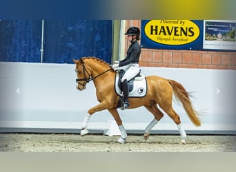 Pony tedesco, Stallone, 3 Anni, Sauro