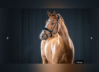 Pony tedesco, Stallone, 3 Anni, Sauro