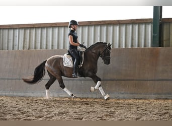 Pony tedesco, Stallone, 4 Anni, 144 cm, Grullo