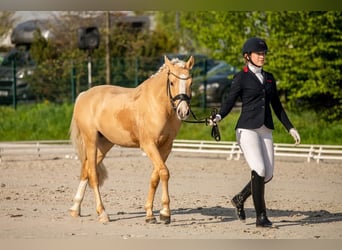 Pony tedesco, Stallone, 4 Anni, 144 cm, Palomino
