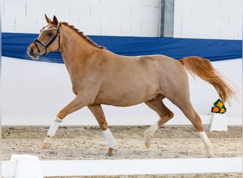 Pony tedesco, Stallone, 4 Anni, 144 cm, Sauro