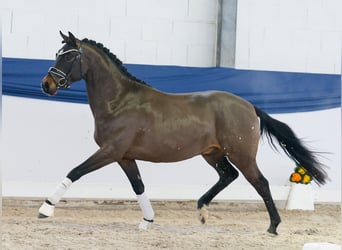 Pony tedesco, Stallone, 4 Anni, 146 cm, Baio
