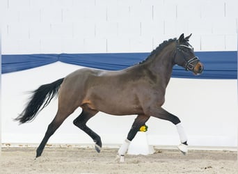 Pony tedesco, Stallone, 4 Anni, 146 cm, Baio