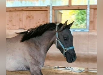Pony tedesco, Stallone, 4 Anni, 146 cm, Grullo