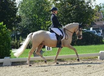 Pony tedesco, Stallone, 4 Anni, 146 cm, Palomino