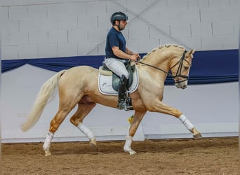 Pony tedesco, Stallone, 4 Anni, 146 cm, Palomino