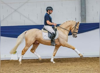 Pony tedesco, Stallone, 4 Anni, 146 cm, Palomino