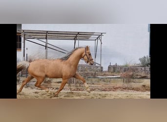 Pony tedesco, Stallone, 4 Anni, 146 cm, Pelle di daino