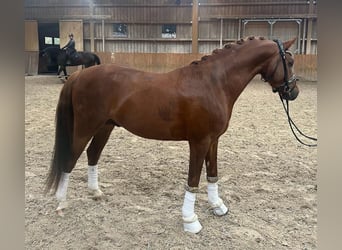 Pony tedesco, Stallone, 4 Anni, 146 cm, Sauro