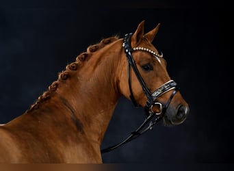 Pony tedesco, Stallone, 4 Anni, 146 cm, Sauro