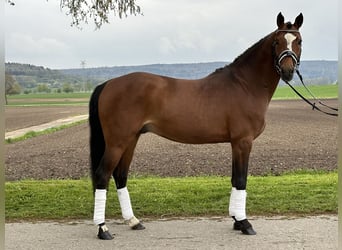 Pony tedesco, Stallone, 4 Anni, 147 cm, Baio