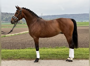 Pony tedesco, Stallone, 4 Anni, 147 cm, Baio