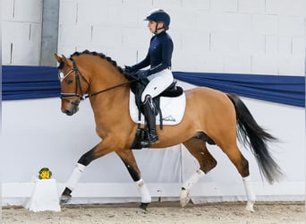 Pony tedesco, Stallone, 4 Anni, 147 cm, Falbo
