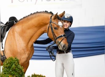 Pony tedesco, Stallone, 4 Anni, 147 cm, Falbo