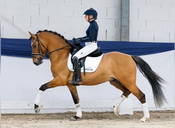 Pony tedesco, Stallone, 4 Anni, 147 cm, Falbo