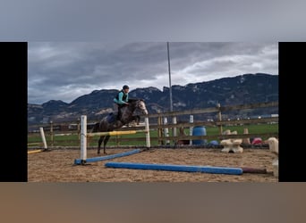 Pony tedesco, Stallone, 4 Anni, 147 cm, Grigio pezzato